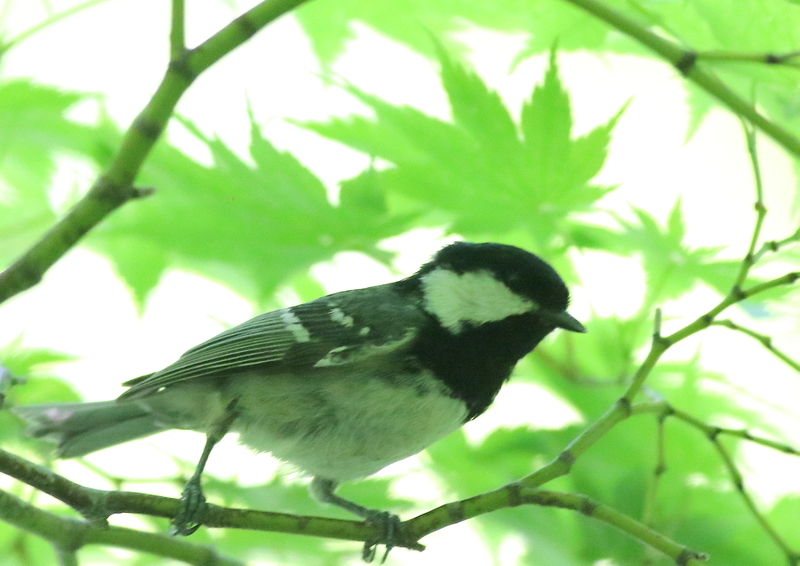 f:id:funatuyo:20190603110547j:plain