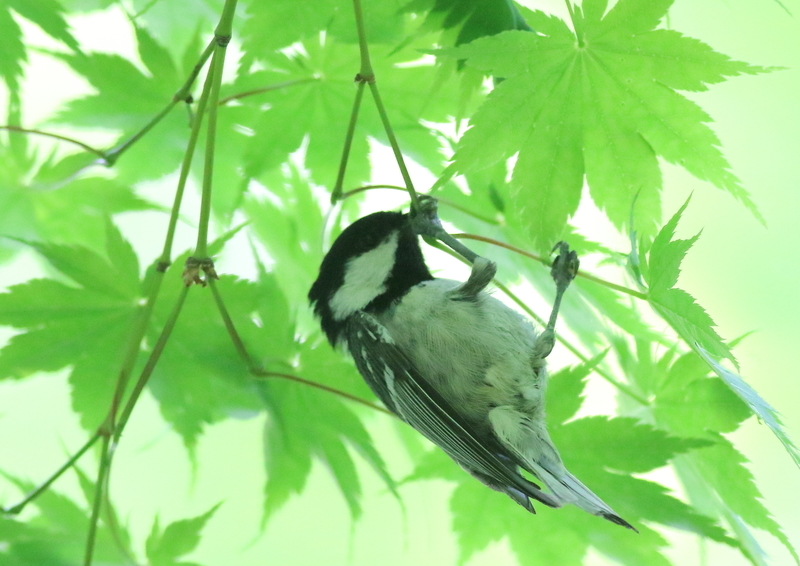 f:id:funatuyo:20190603110600j:plain