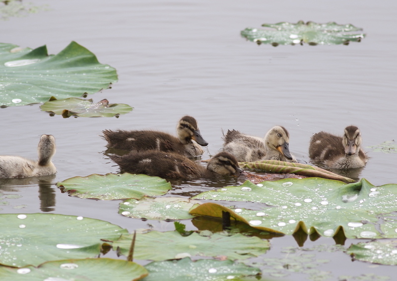 f:id:funatuyo:20190701084106j:plain f:id:funatuyo:20190701084106j:plain