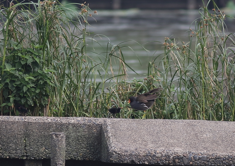 f:id:funatuyo:20190702083300j:plain
