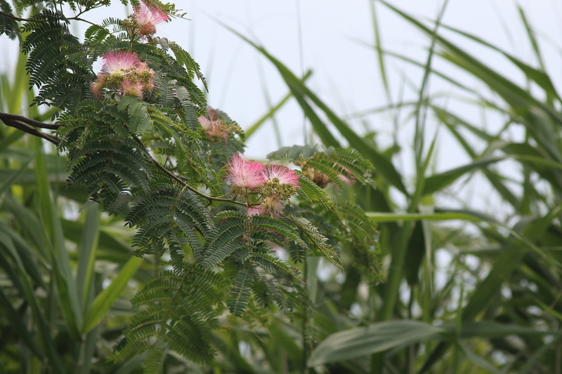 f:id:funatuyo:20190703093732j:plain