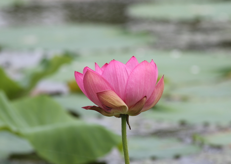 f:id:funatuyo:20190707085502j:plain