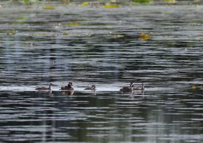 f:id:funatuyo:20190708083550j:plain