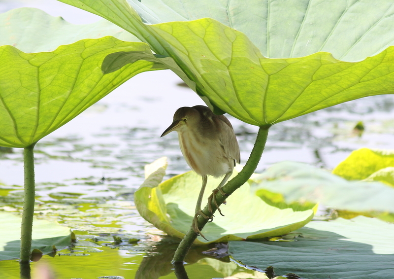 f:id:funatuyo:20190708084211j:plain