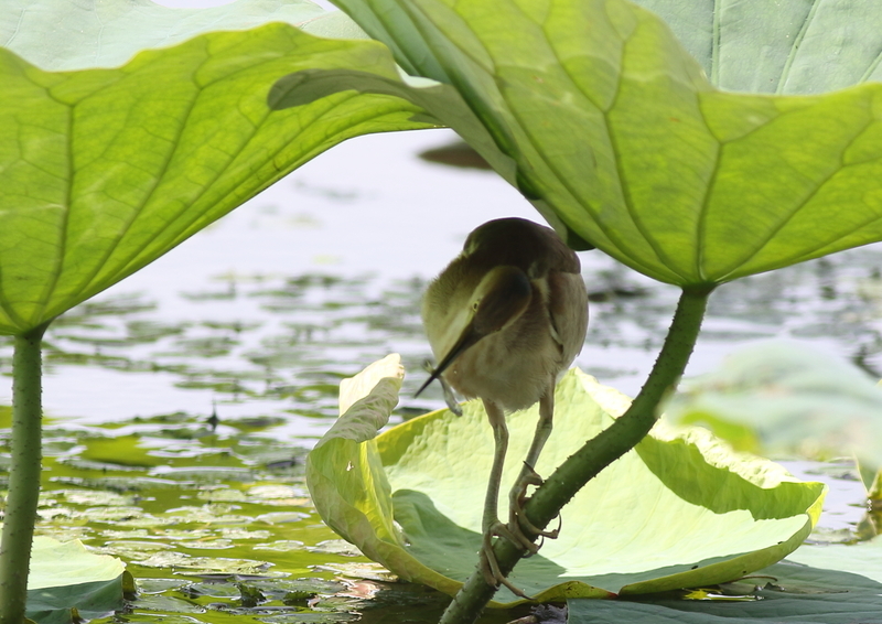 f:id:funatuyo:20190708084824j:plain