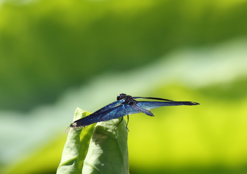 f:id:funatuyo:20190708084951j:plain