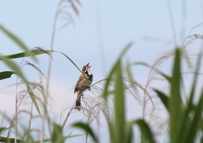 f:id:funatuyo:20190708145124j:plain