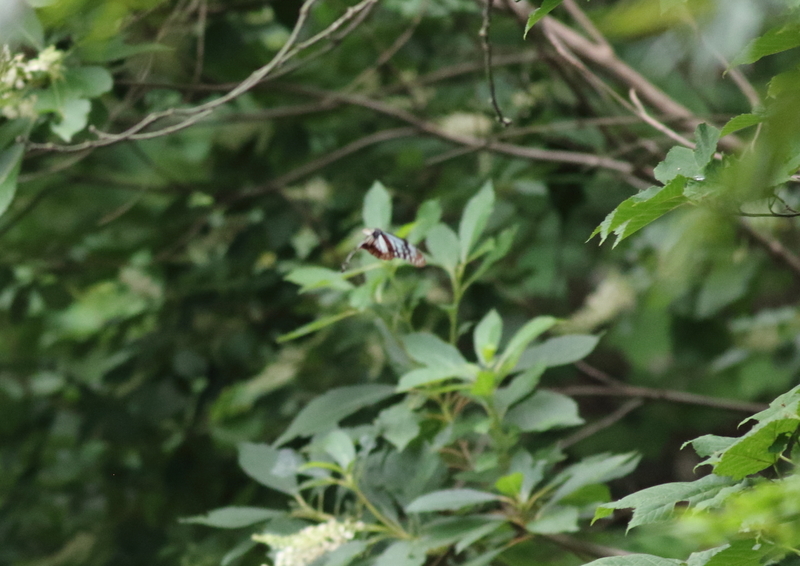 f:id:funatuyo:20190709153653j:plain