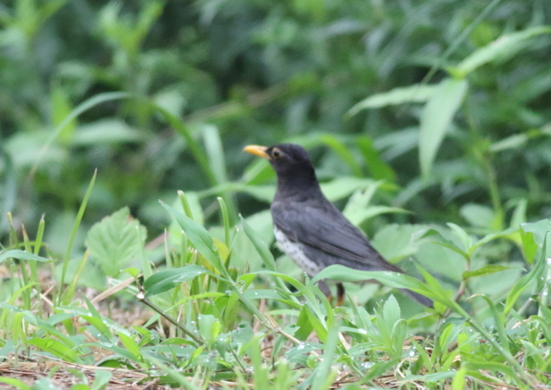 f:id:funatuyo:20190712153711j:plain