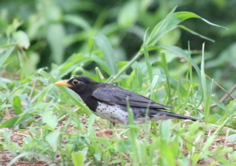 f:id:funatuyo:20190712153717j:plain