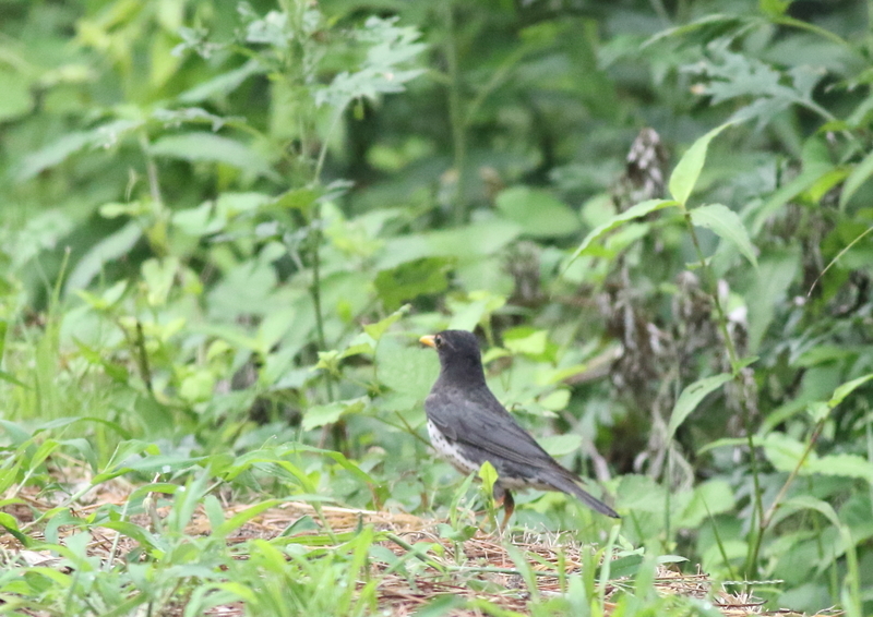 f:id:funatuyo:20190712153918j:plain