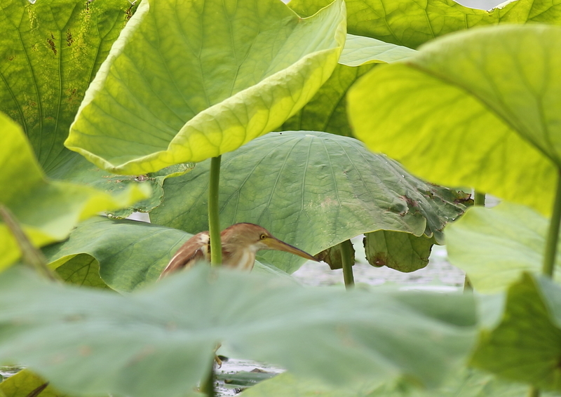 f:id:funatuyo:20190713092152j:plain