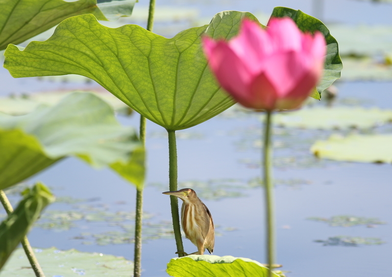 f:id:funatuyo:20190715090315j:plain