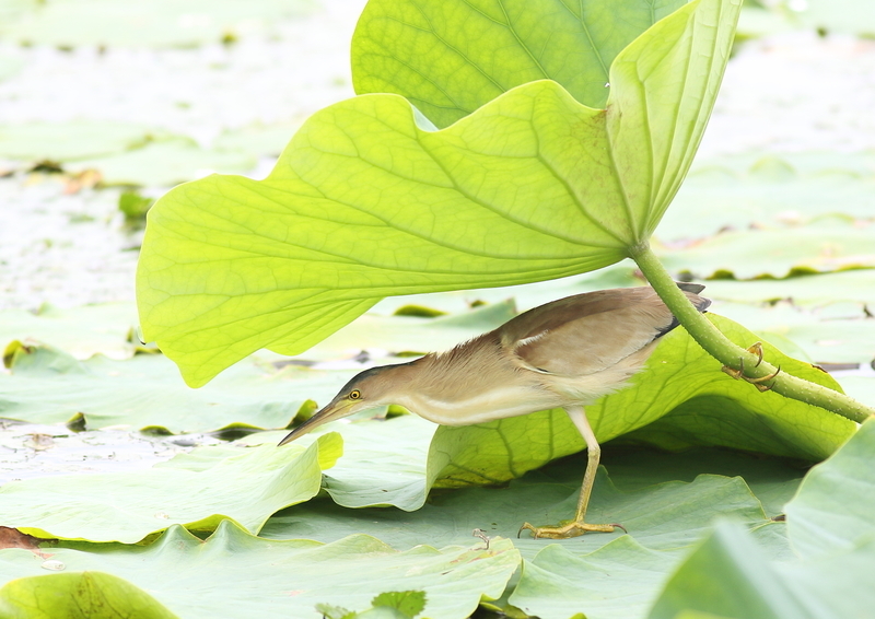 f:id:funatuyo:20190716131055j:plain