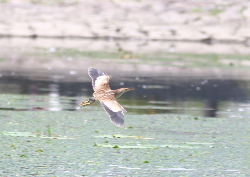 f:id:funatuyo:20190717094604j:plain