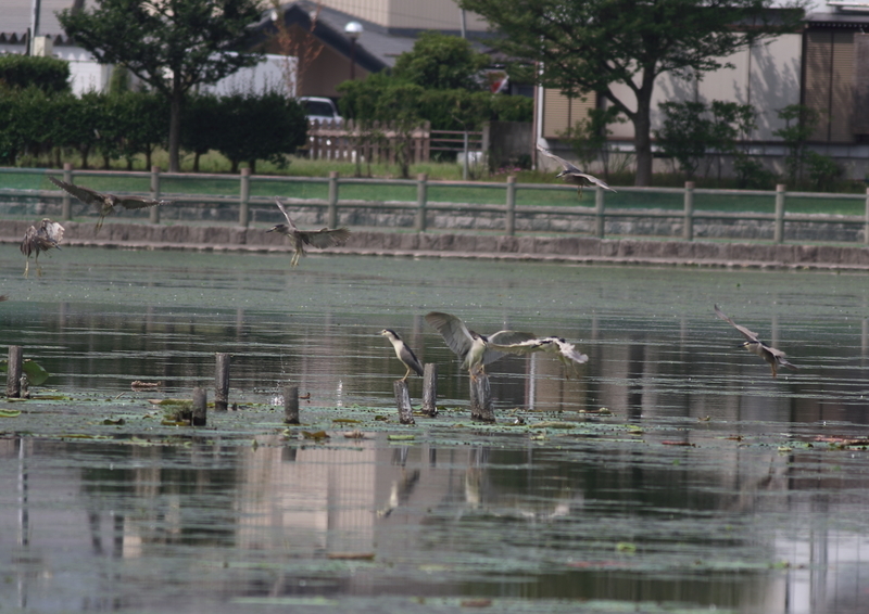f:id:funatuyo:20190718091403j:plain