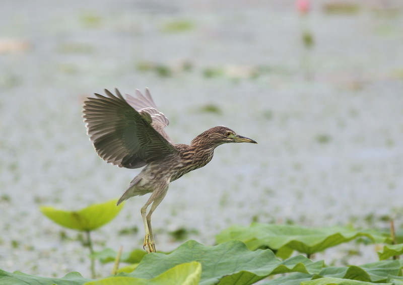 f:id:funatuyo:20190721090157j:plain