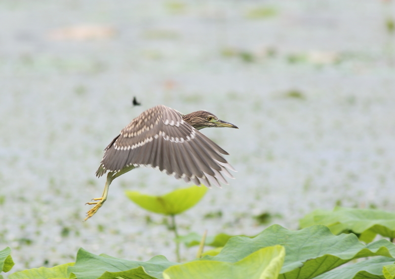f:id:funatuyo:20190721090159j:plain