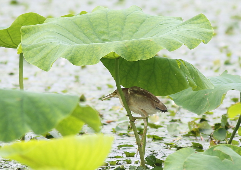 f:id:funatuyo:20190721090330j:plain