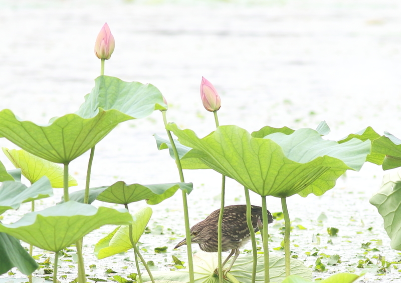f:id:funatuyo:20190722095048j:plain