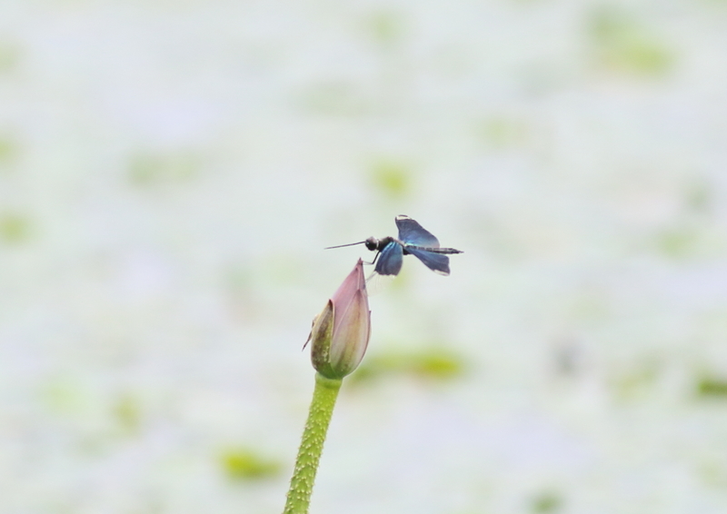 f:id:funatuyo:20190724082840j:plain f:id:funatuyo:20190724082840j:plain