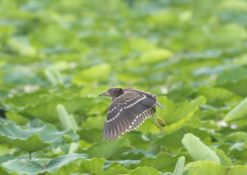 f:id:funatuyo:20190728173534j:plain