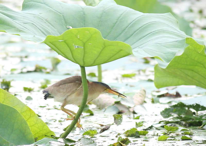 f:id:funatuyo:20190730155942j:plain