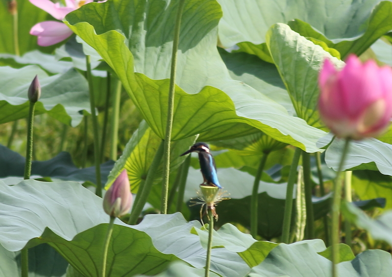 f:id:funatuyo:20190811085251j:plain f:id:funatuyo:20190811085251j:plain