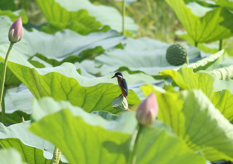 f:id:funatuyo:20190811085317j:plain f:id:funatuyo:20190811085317j:plain