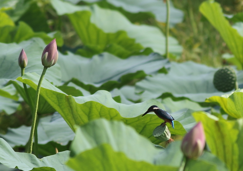 f:id:funatuyo:20190811085345j:plain f:id:funatuyo:20190811085345j:plain