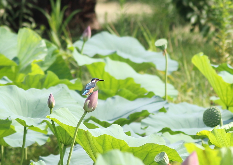f:id:funatuyo:20190811085348j:plain f:id:funatuyo:20190811085348j:plain