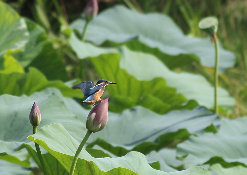 f:id:funatuyo:20190811085350j:plain f:id:funatuyo:20190811085350j:plain