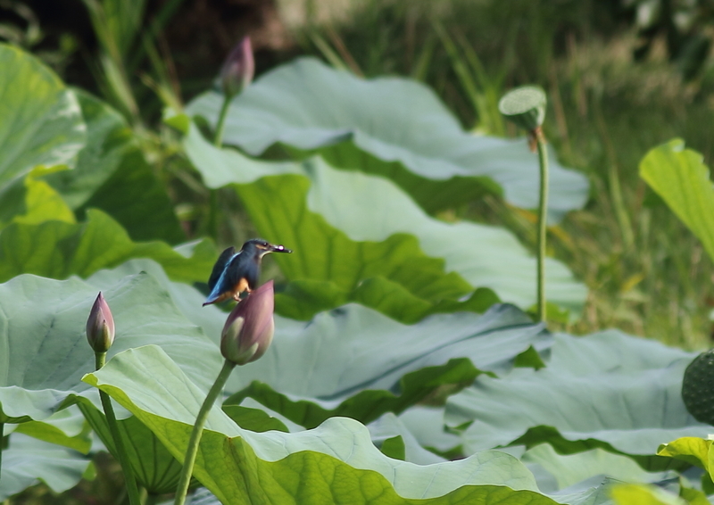 f:id:funatuyo:20190811085351j:plain f:id:funatuyo:20190811085351j:plain