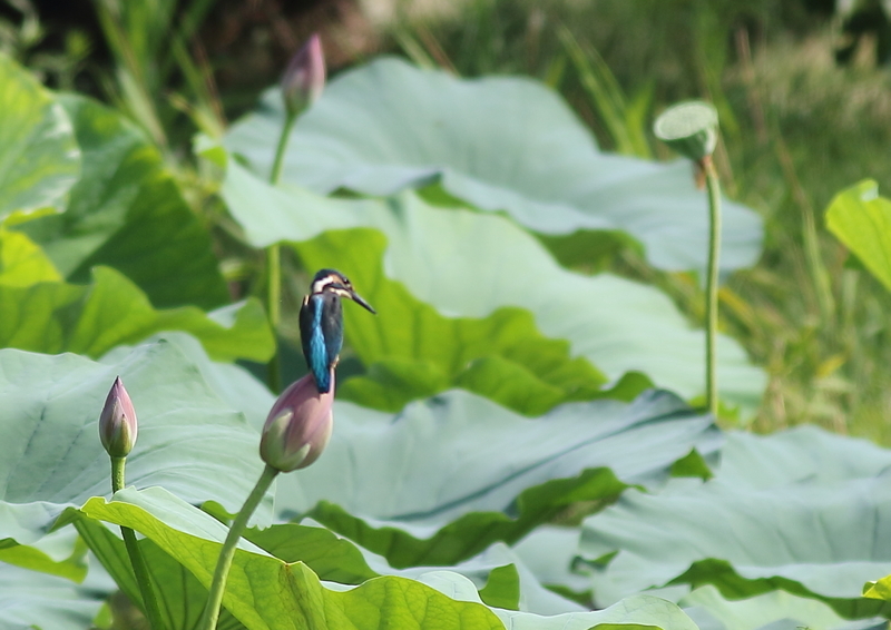 f:id:funatuyo:20190811085438j:plain f:id:funatuyo:20190811085438j:plain