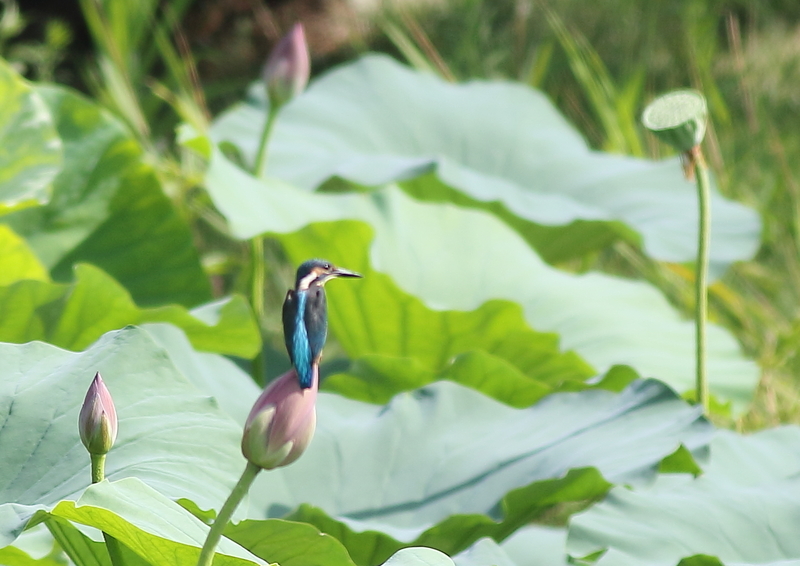 f:id:funatuyo:20190811085454j:plain f:id:funatuyo:20190811085454j:plain