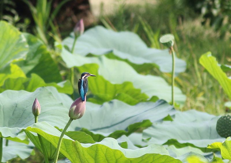 f:id:funatuyo:20190811085455j:plain f:id:funatuyo:20190811085455j:plain
