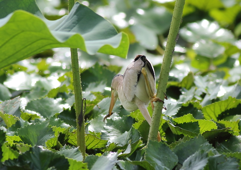 f:id:funatuyo:20190811092746j:plain f:id:funatuyo:20190811092746j:plain