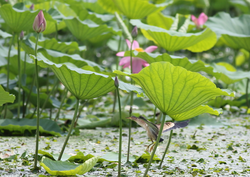 f:id:funatuyo:20190811093057j:plain f:id:funatuyo:20190811093057j:plain