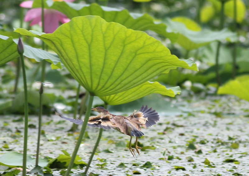 f:id:funatuyo:20190811093058j:plain f:id:funatuyo:20190811093058j:plain