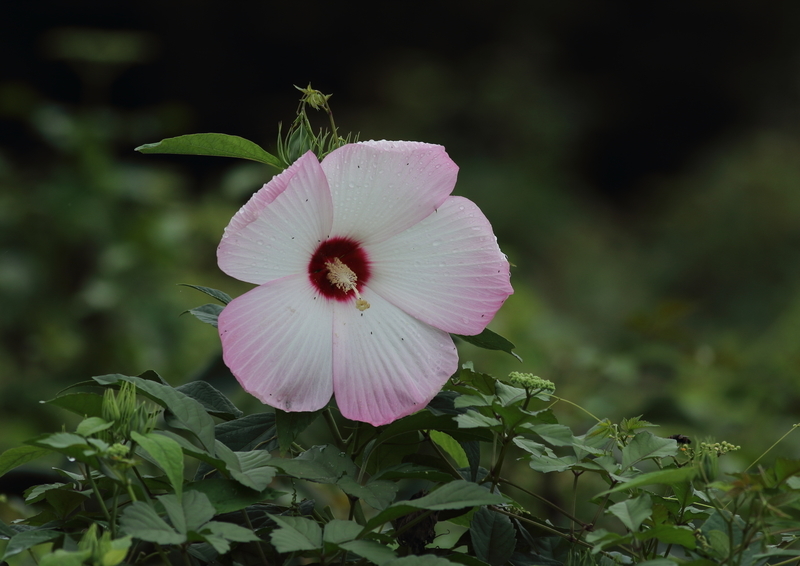 f:id:funatuyo:20190904091355j:plain