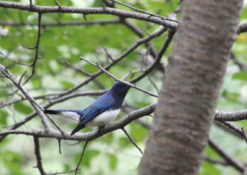 f:id:funatuyo:20190918145350j:plain