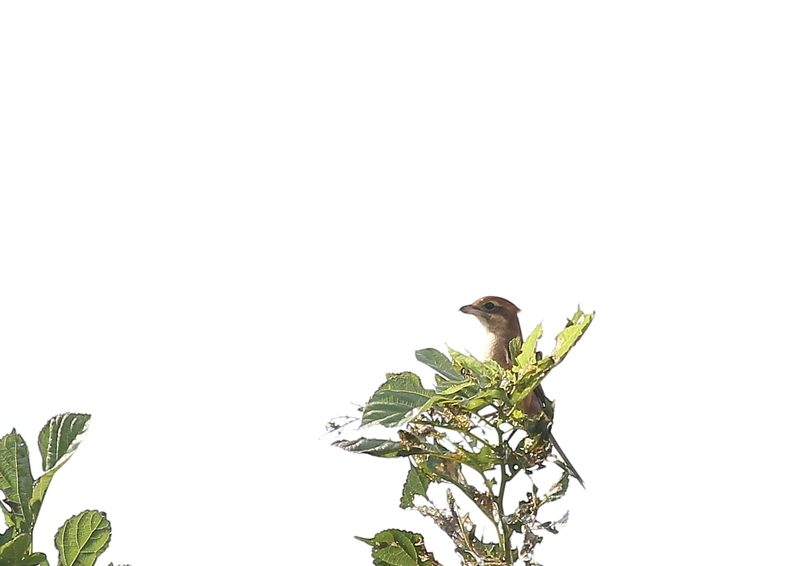 f:id:funatuyo:20190925090343j:plain
