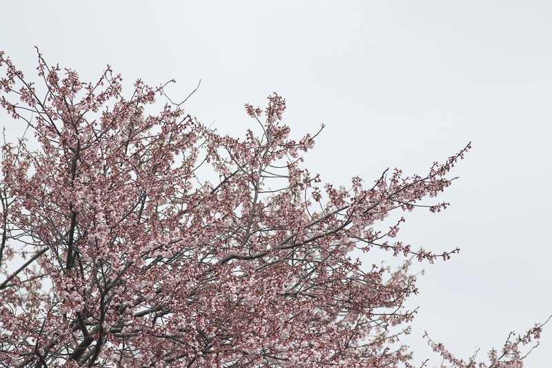 f:id:funatuyo:20200328094003j:plain