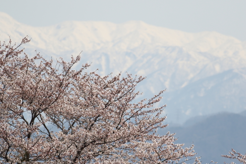 f:id:funatuyo:20200408104416j:plain