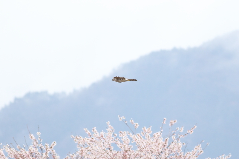 f:id:funatuyo:20200410095831j:plain f:id:funatuyo:20200410095831j:plain