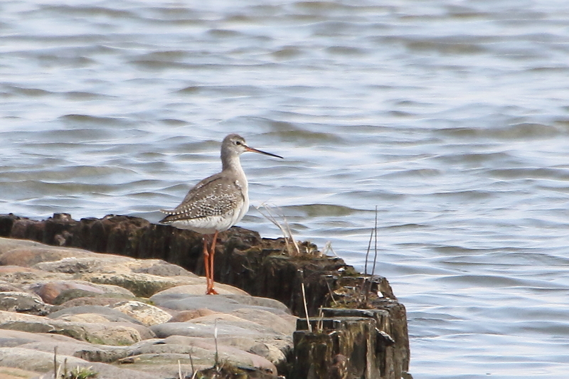 f:id:funatuyo:20200414084607j:plain