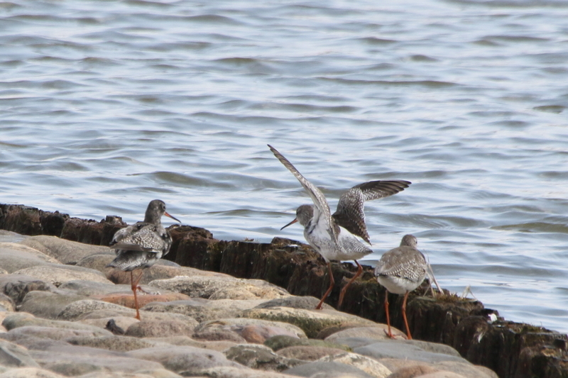 f:id:funatuyo:20200414084634j:plain