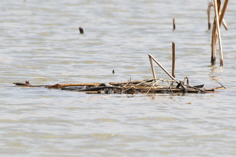 f:id:funatuyo:20200414085032j:plain