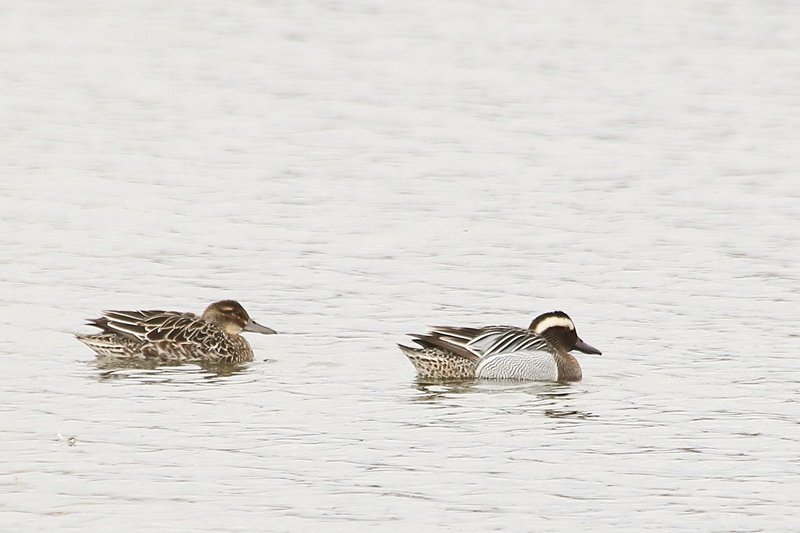 f:id:funatuyo:20200414085756j:plain