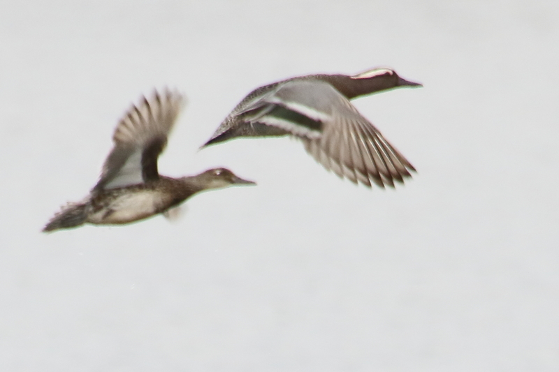 f:id:funatuyo:20200414085926j:plain